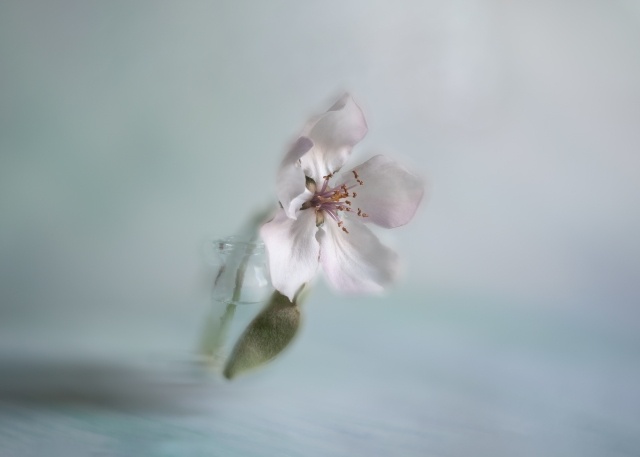 Quince Flower Blur Fantasy