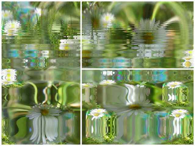 riflessione acqua fiore margherita illustrazione moderna · papillon200