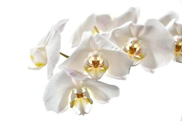 Orchidea bianca