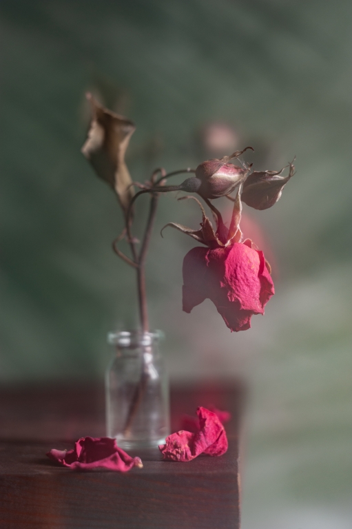 About dried rose