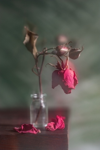 About dried rose