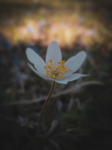 Litlle flower