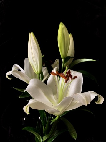 Lilium