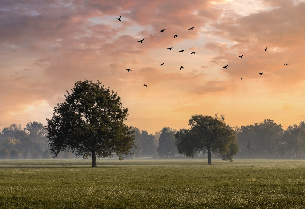 Alberi