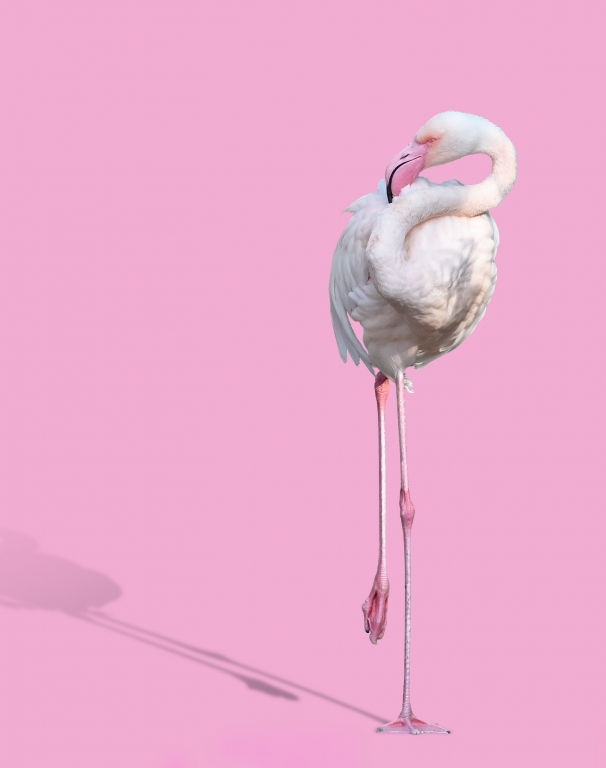 Flamingo pink , tropical animal wildlife , exotic