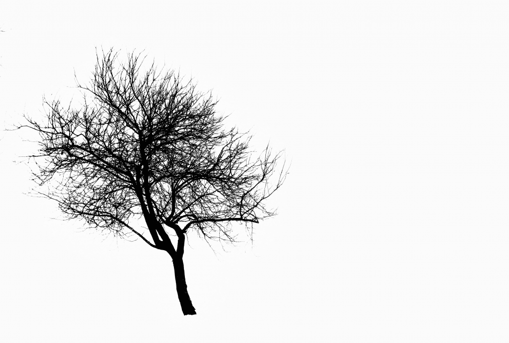 Natura e Minimalismo