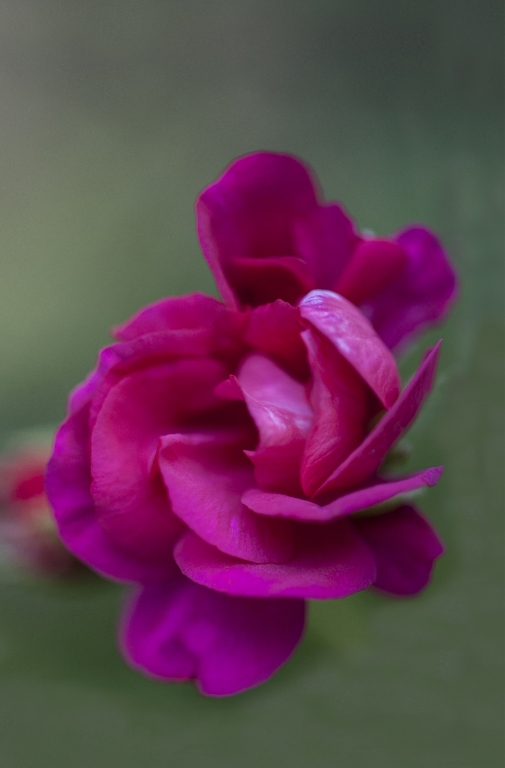 Camelia