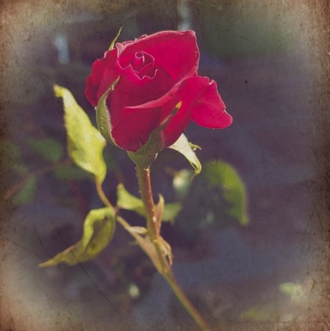 Rosa · florepasqua