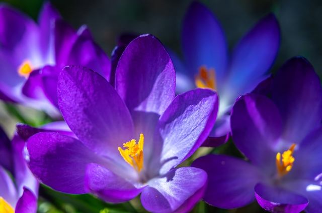 Tripudio di Crocus