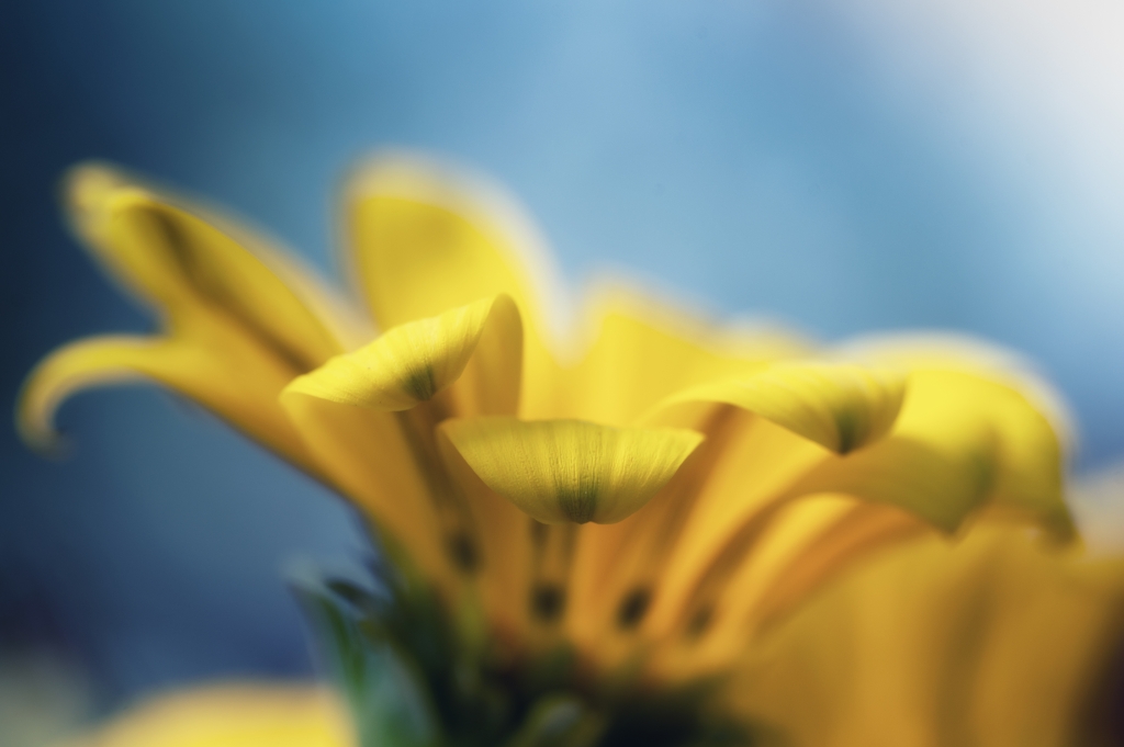 petali gialli