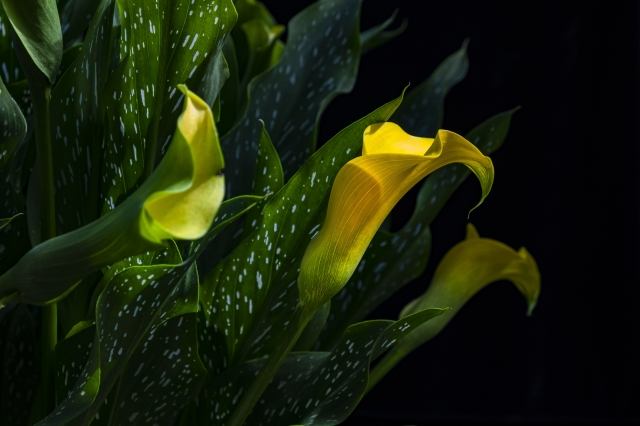 Calla gialla