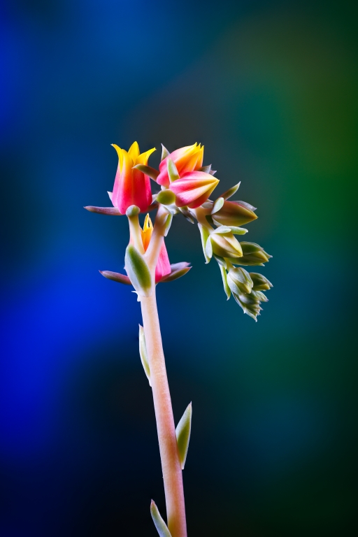Fiori della pianta grassa Echeveria
