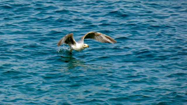Seagull