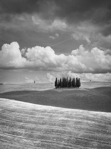 Cipressi in Val d'Orcia