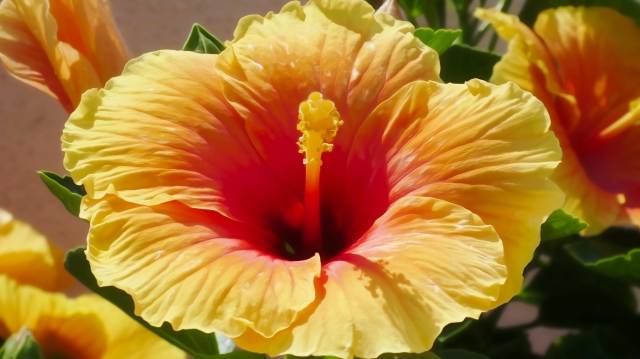 Colorful flower