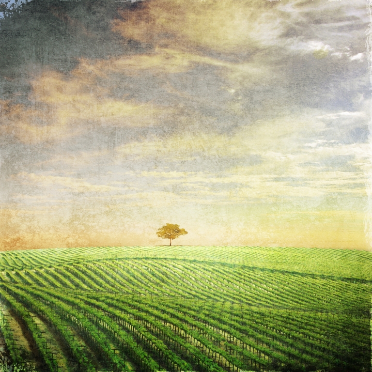 Albero solitario in un vigneto