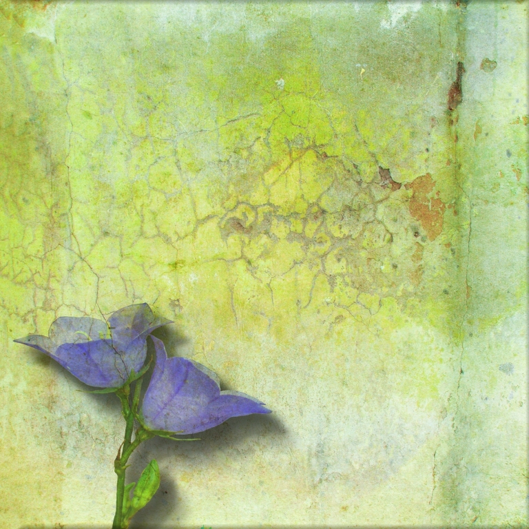 Campanule