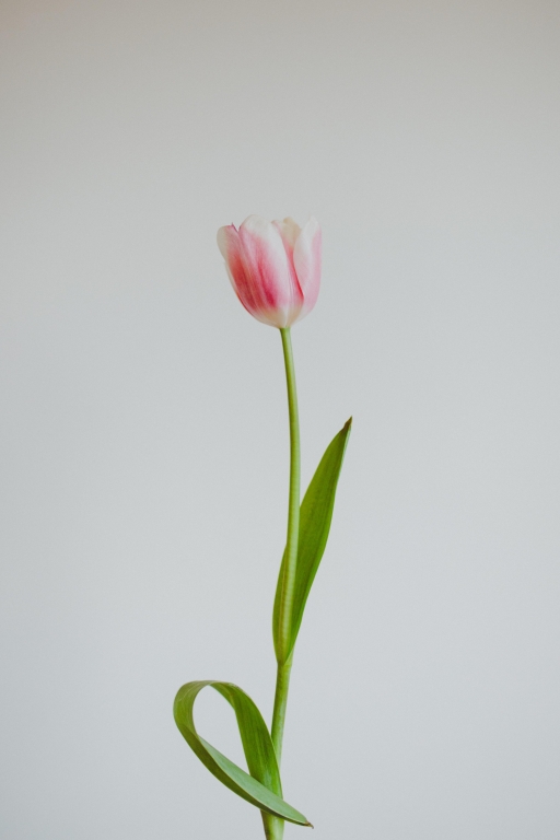 Tulipano