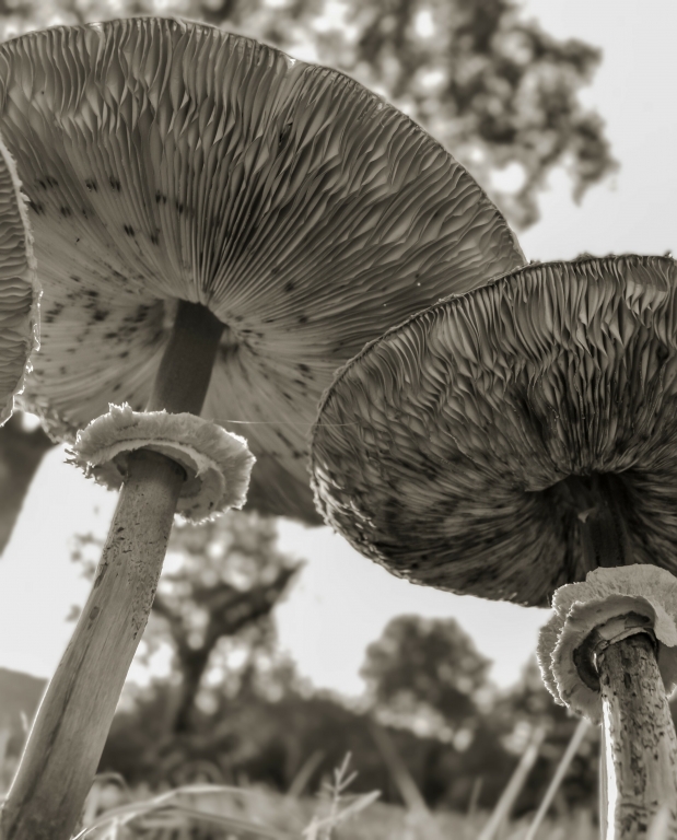 Funghi