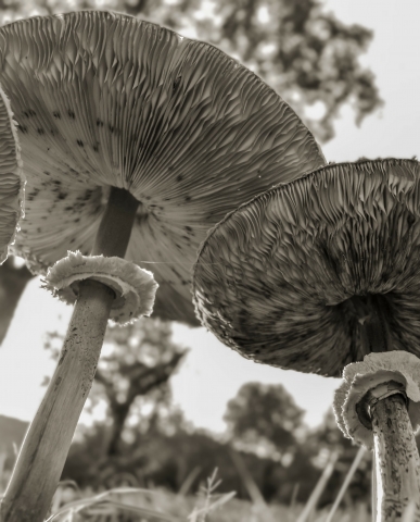 Funghi