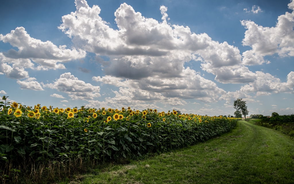 La strada dei girasoli