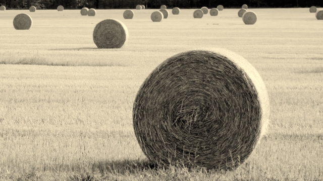 campagna
