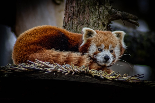 panda roux