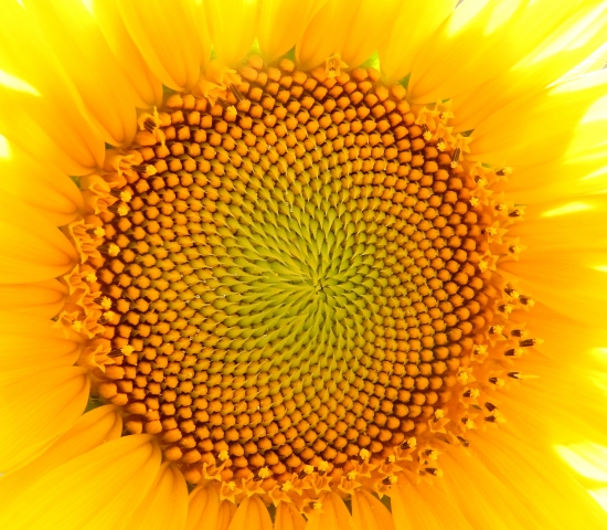 soleil soleil · graziellataibi