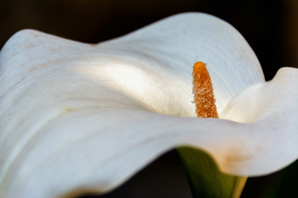 La delicatezza di un fiore