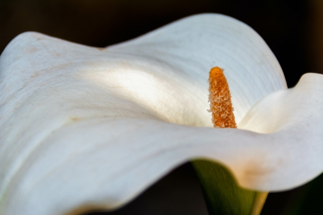 La delicatezza di un fiore