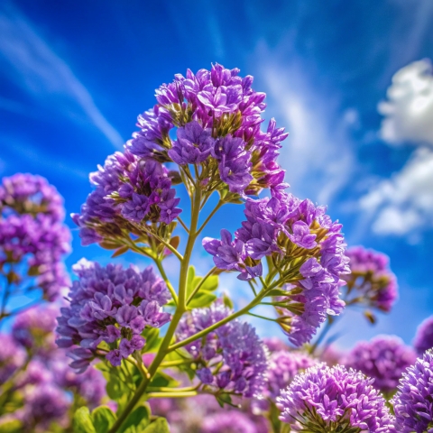 Close-up of a plant with purple flowers