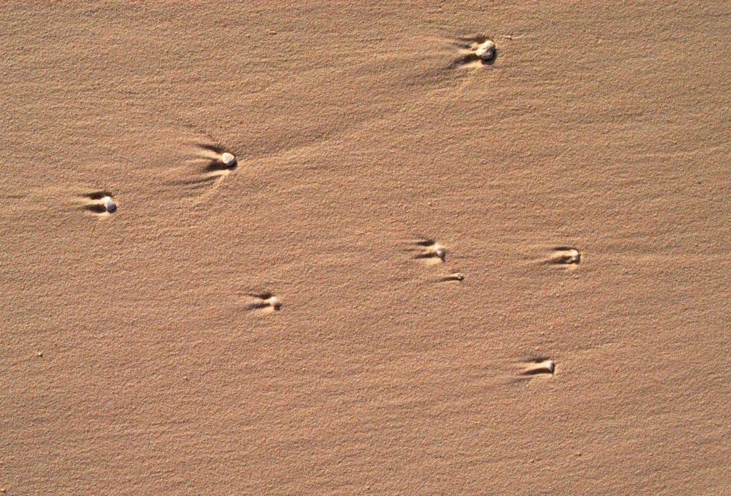 Stelle sulla Sabbia