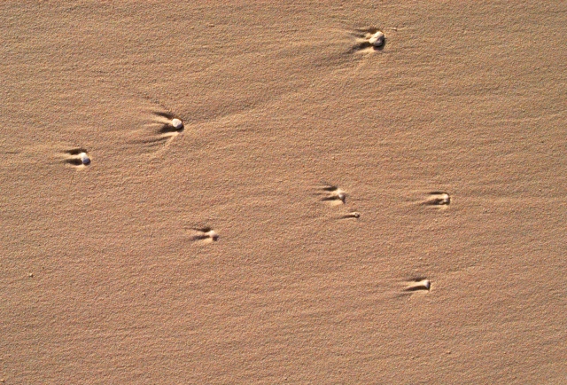 Stelle sulla Sabbia