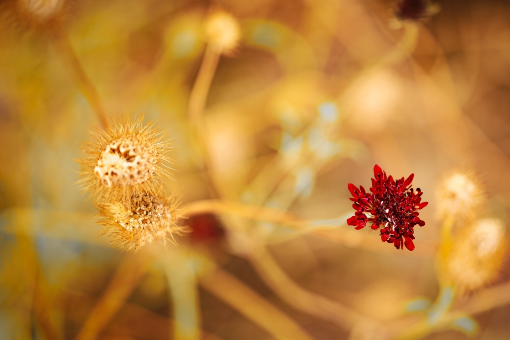 Contrasto tra fiore e natura secca – Fotografia macro artistica d