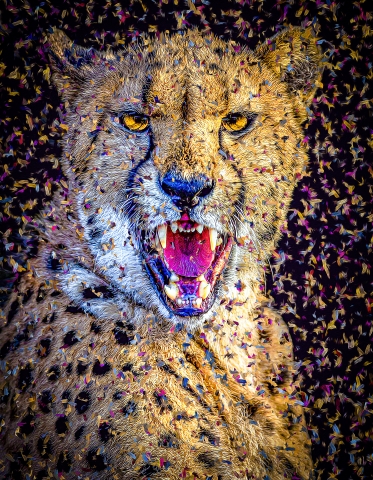 Felines - Cheetah