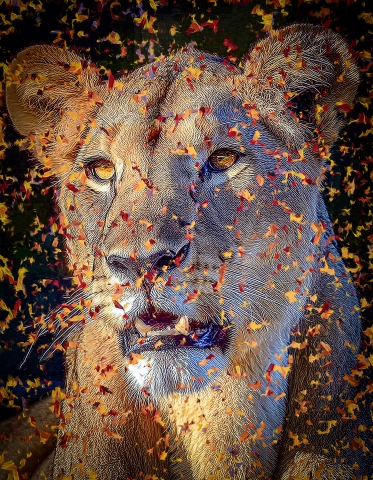Felines - Lioness