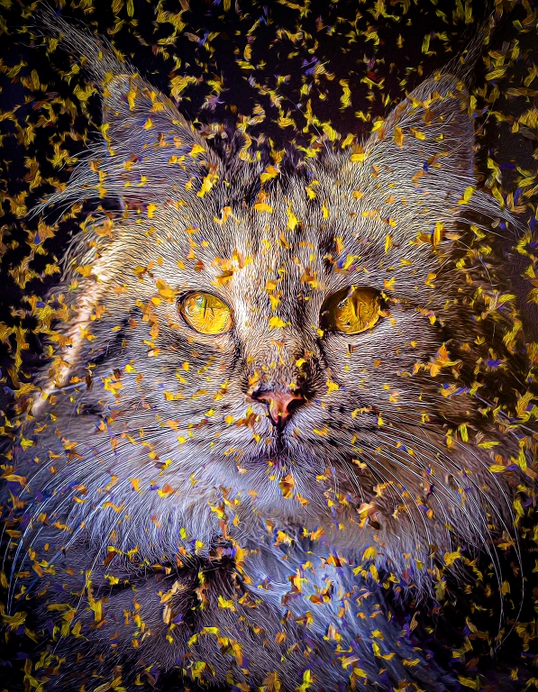 Cat - American Curl