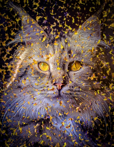 Cat - American Curl