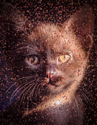 Cat - Burmesi
