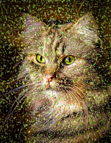 Cat - Siberian