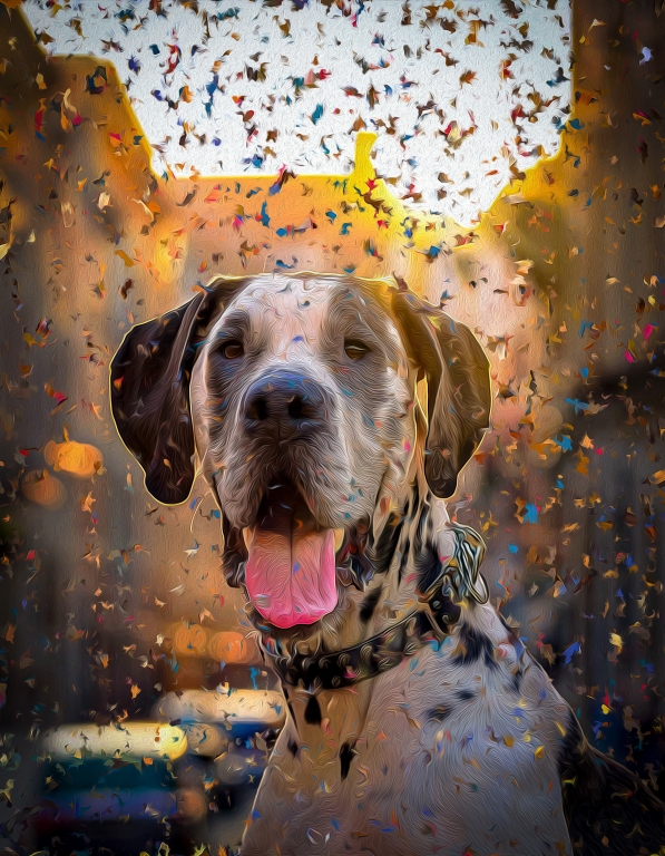 Dog - Harlequin Great Dane
