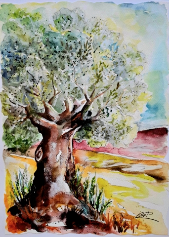 L'ULIVO MAJATICA  del M. P.Colle