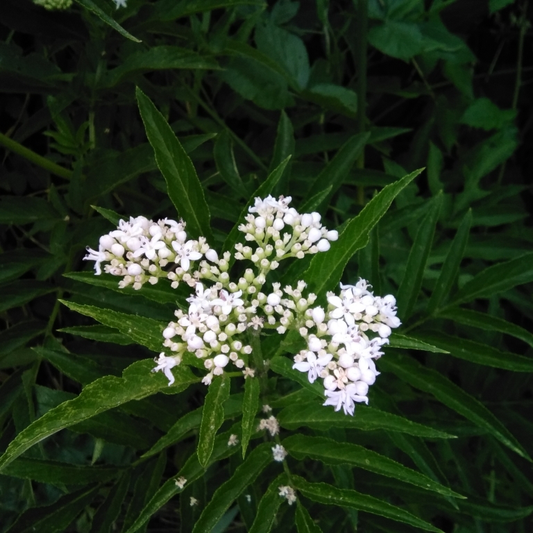 Bianco e verde