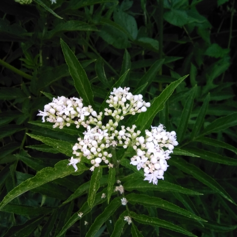 Bianco e verde