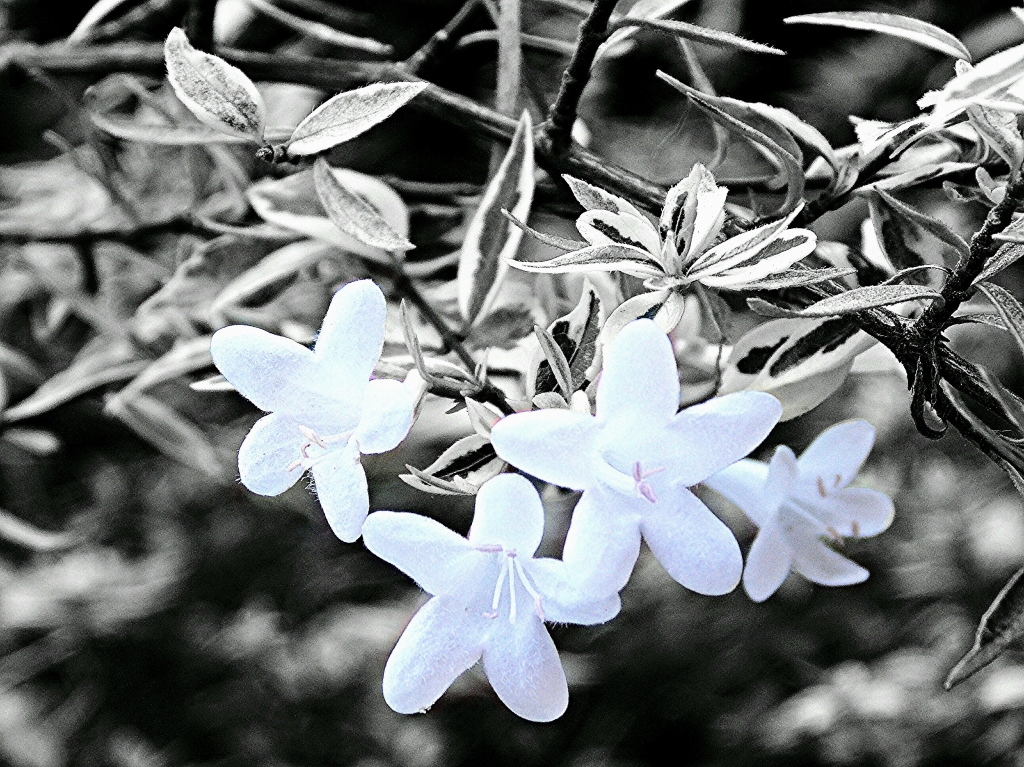 Piccoli fiori B&W