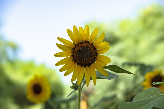 Il Sorriso della Natura
