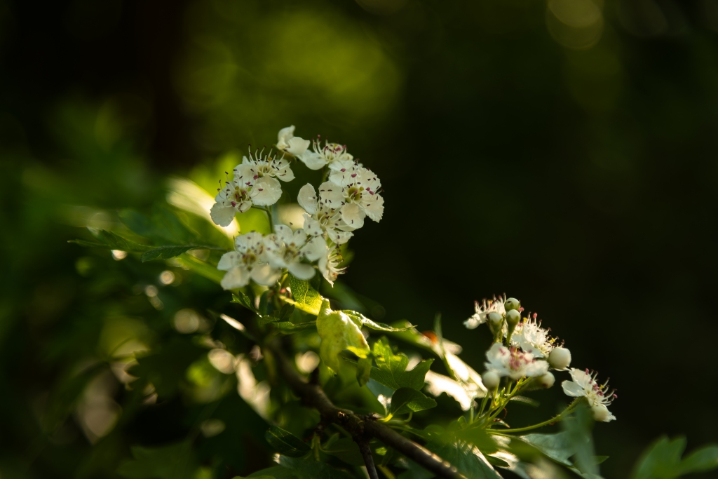 Luce tra i Biancospini