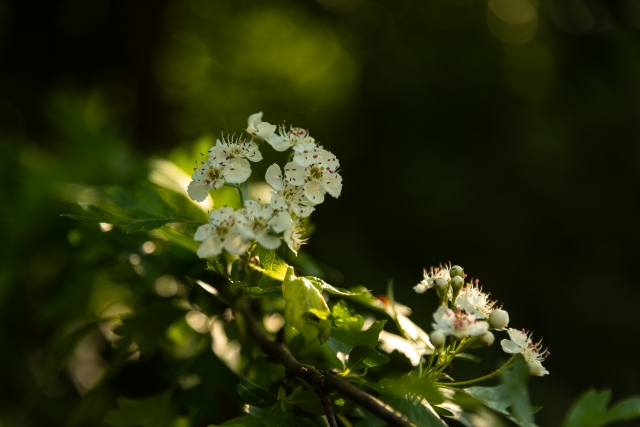 Luce tra i Biancospini