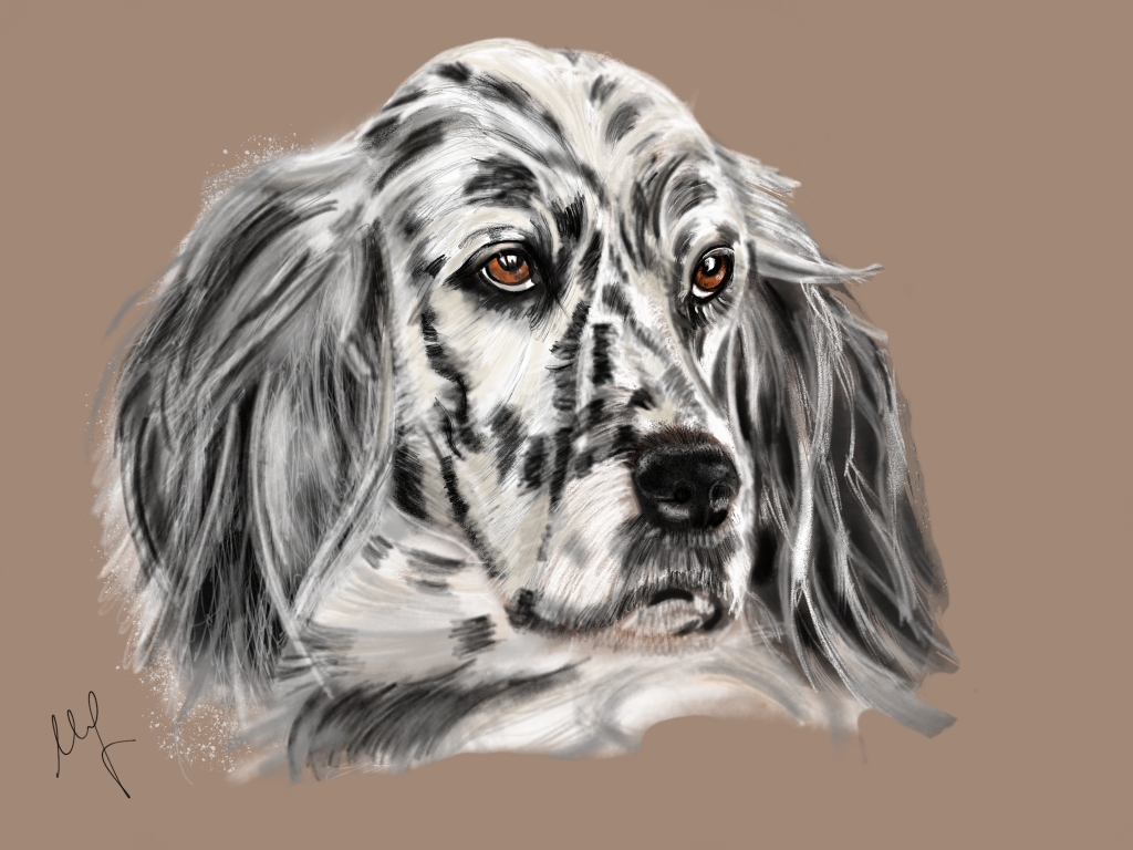 setter inglese