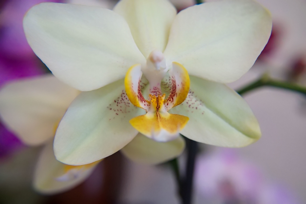 Orchidea #3